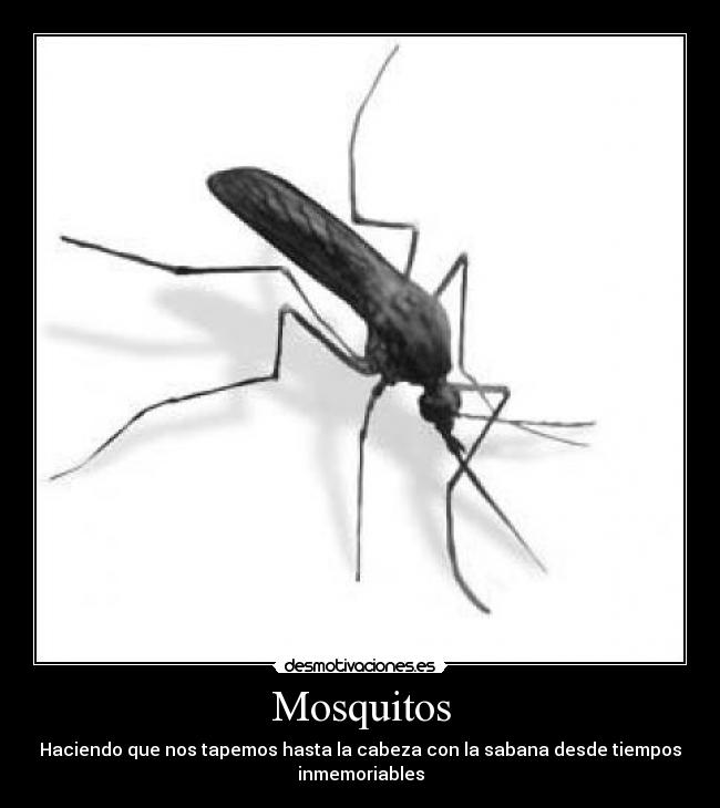 Mosquitos - Haciendo que nos tapemos hasta la cabeza con la sabana desde tiempos
inmemoriables