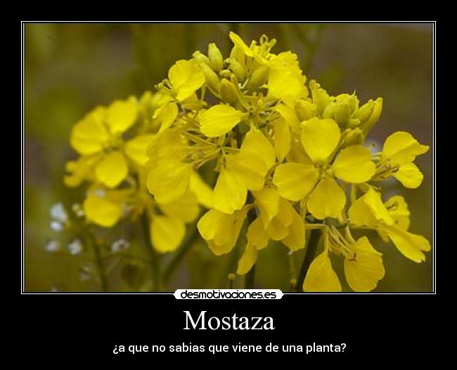 Mostaza - ¿a que no sabias que viene de una planta?