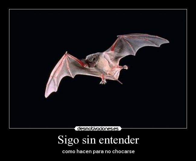 Sigo sin entender - 