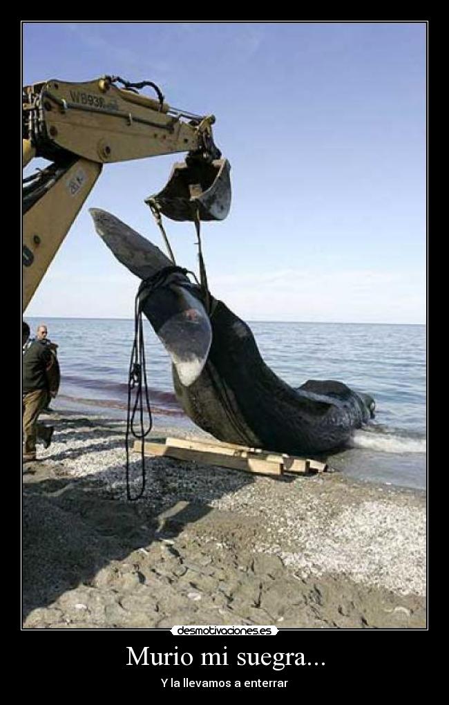 Murio mi suegra... - Y la llevamos a enterrar