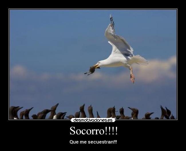 Socorro!!!! - Que me secuestran!!!