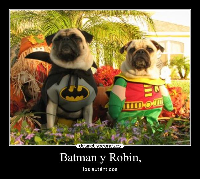 carteles perros desmotivaciones