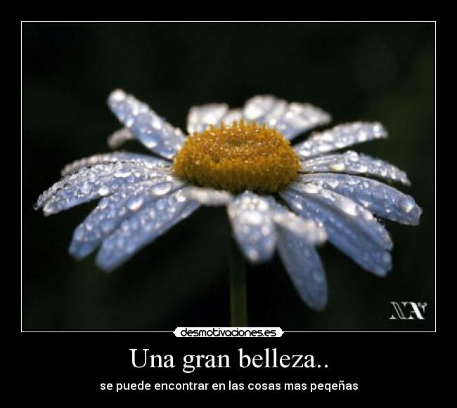 Una gran belleza.. -