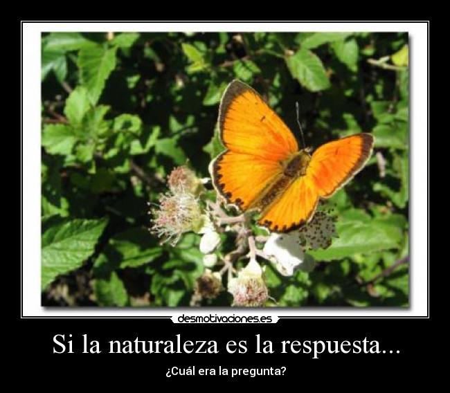 Si la naturaleza es la respuesta... - ¿Cuál era la pregunta?