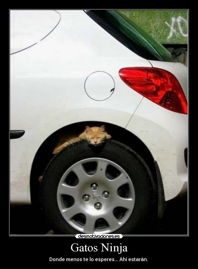 carteles gatos gatos ninja donde menos esperes ahi estaran desmotivaciones