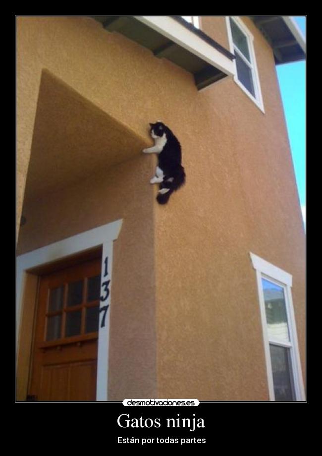 carteles gatos gatos ninjas desmotivaciones