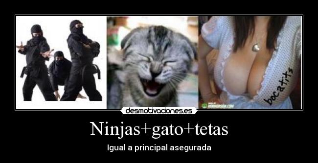 Ninjas+gato+tetas - Igual a principal asegurada