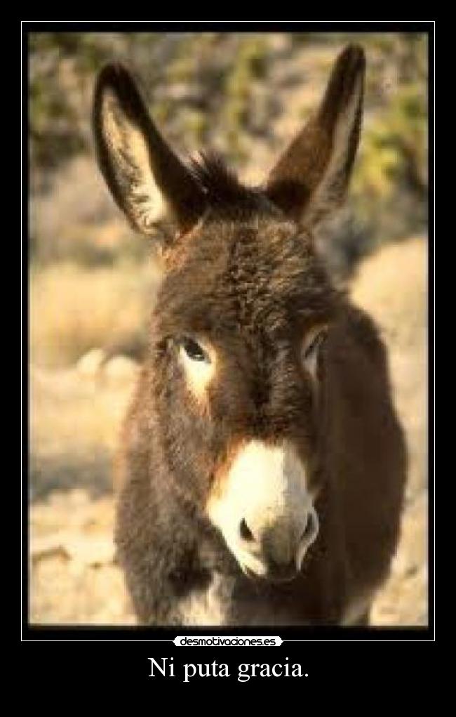 Ni puta gracia. - 