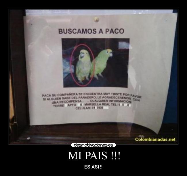 carteles loros paco pais colombia desmotivaciones