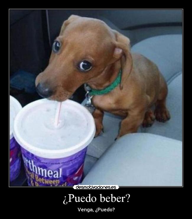 ¿Puedo beber? - 