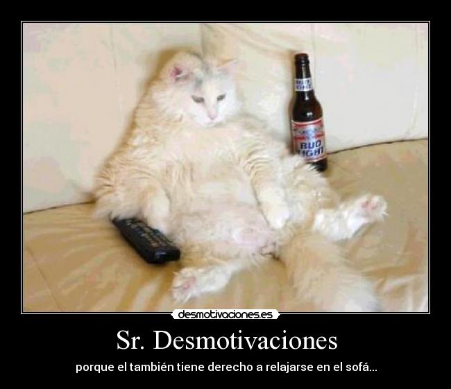 carteles desmotivaciones sofa gatosdesmotivacion relajarse sofa cerveza tele desmotivaciones