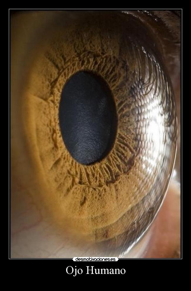 Ojo Humano - 