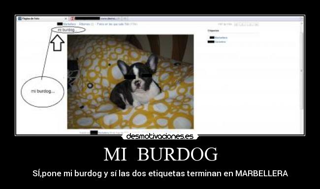 MI BURDOG -