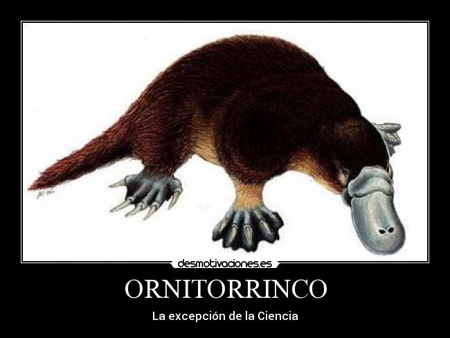 carteles ornitorrinco animal owned fail excepcion desmotivaciones
