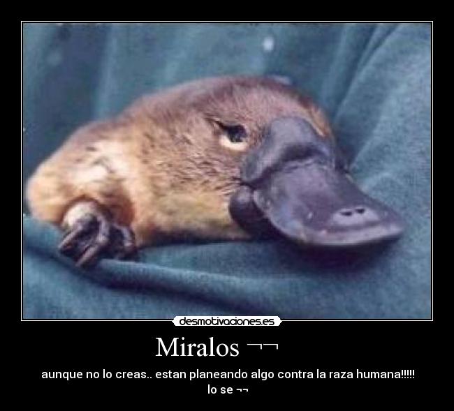 Miralos ¬¬    - aunque no lo creas.. estan planeando algo contra la raza humana!!!!! lo se ¬¬