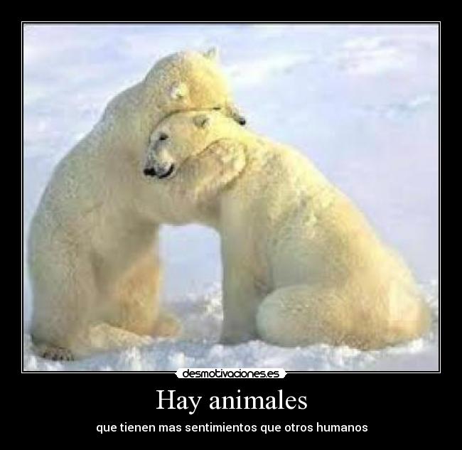 Hay animales -