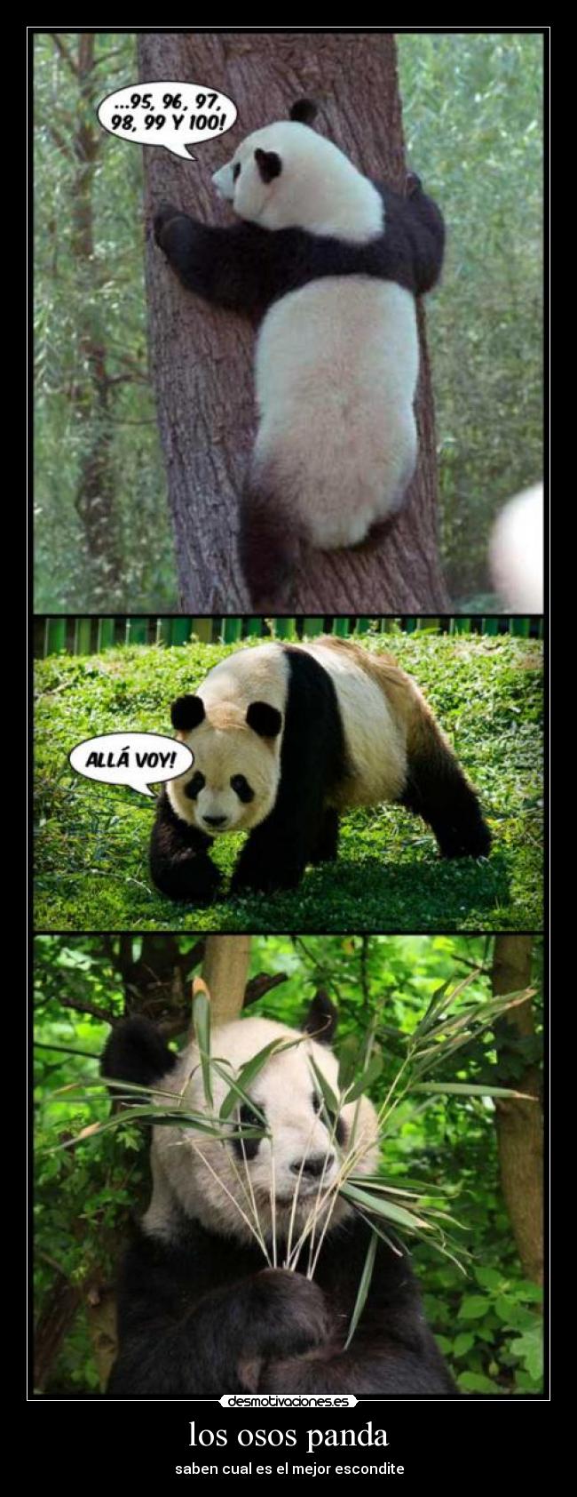 los osos panda - saben cual es el mejor escondite