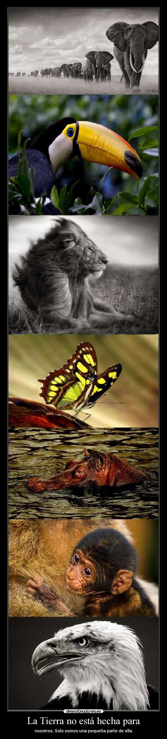 carteles tierra zorra implakable desmotivaciones