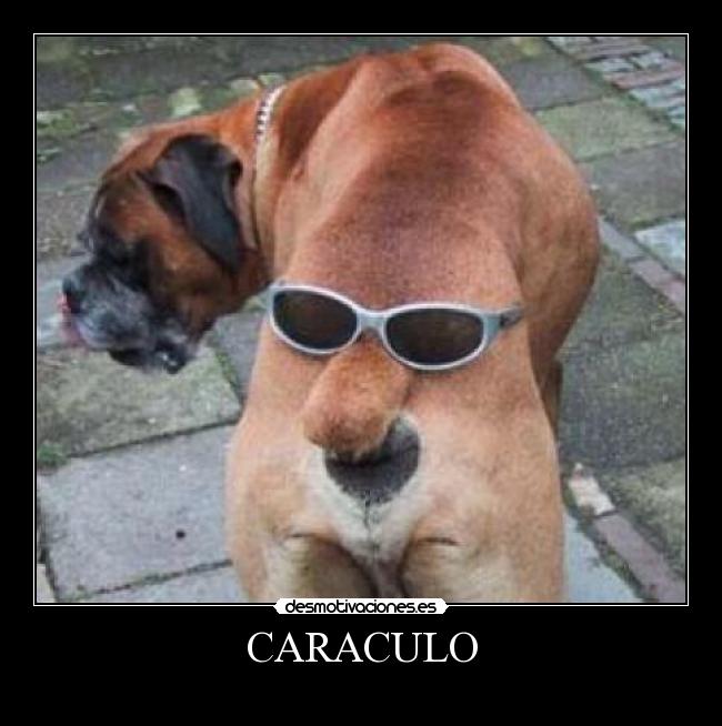 CARACULO - 
