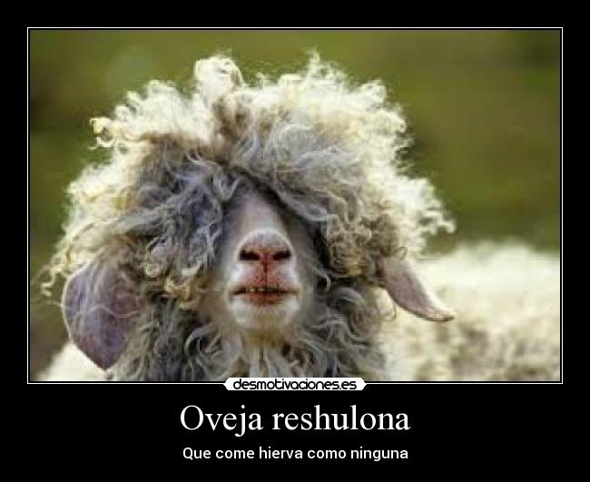 Oveja reshulona - Que come hierva como ninguna