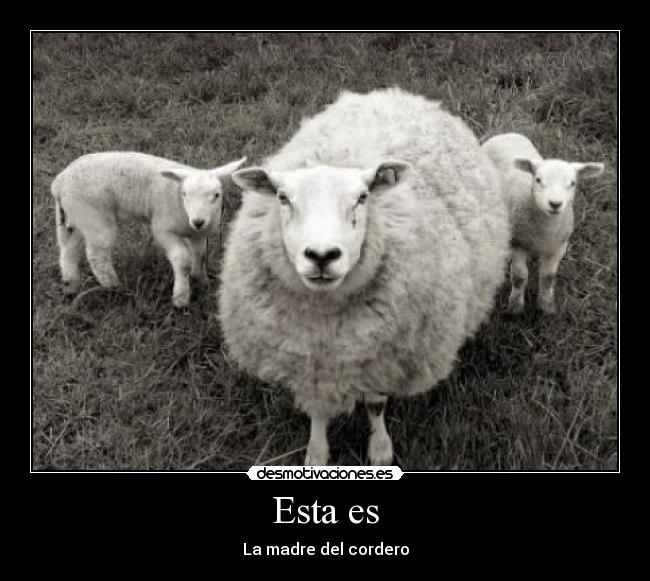 carteles madre del cordero oveja coso cosa desmotivaciones