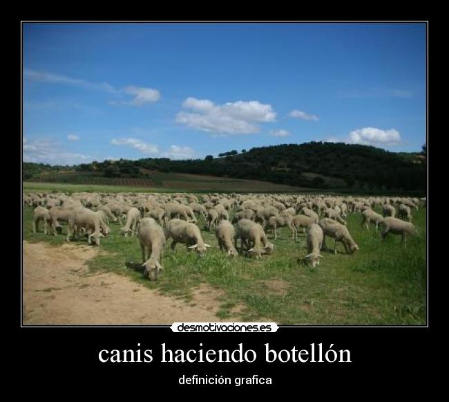 carteles canis desmotivaciones