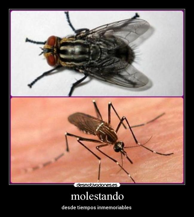 carteles insectos desmotivaciones