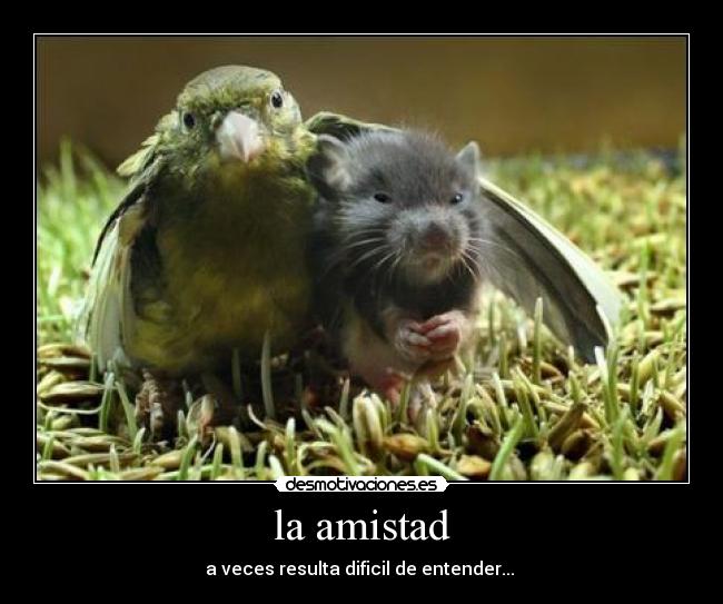 la amistad -