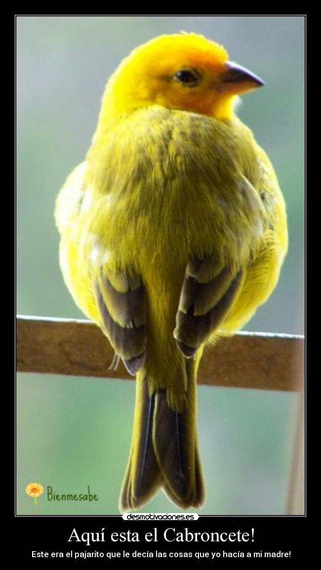 Aquí esta el Cabroncete! - Este era el pajarito que le decía las cosas que yo hacía a mi madre!