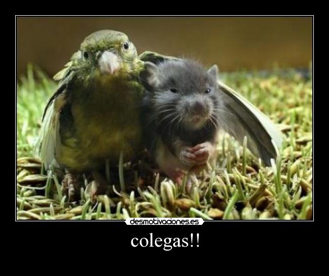colegas!! - 