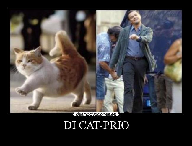 DI CAT-PRIO - 