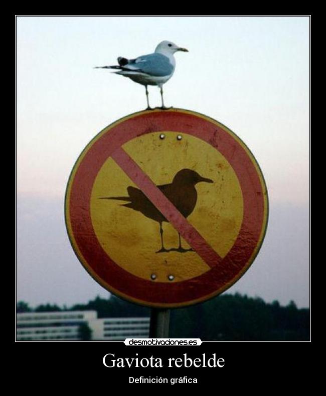 Gaviota rebelde - Definición gráfica