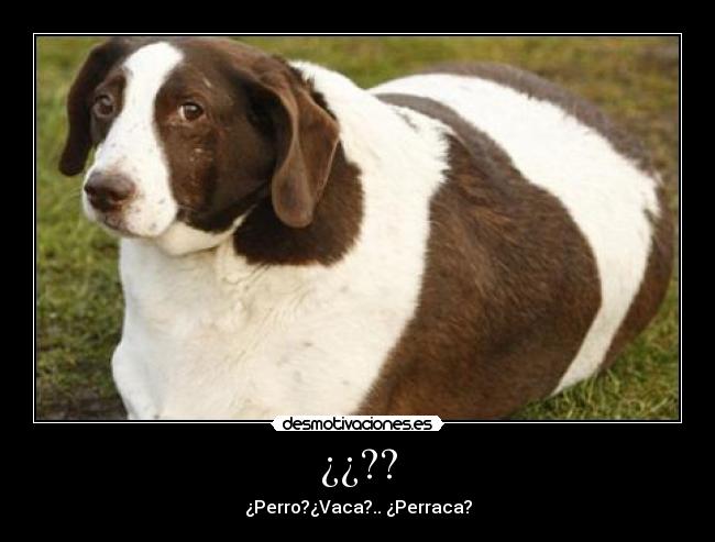 ¿¿?? - ¿Perro?¿Vaca?.. ¿Perraca?