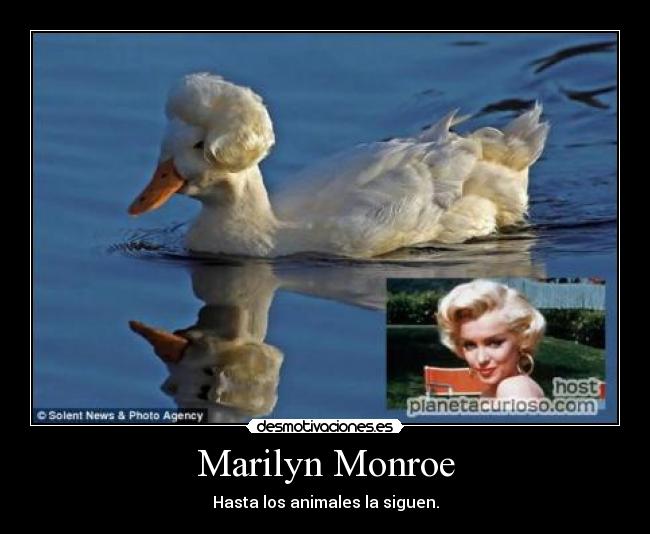 Marilyn Monroe -