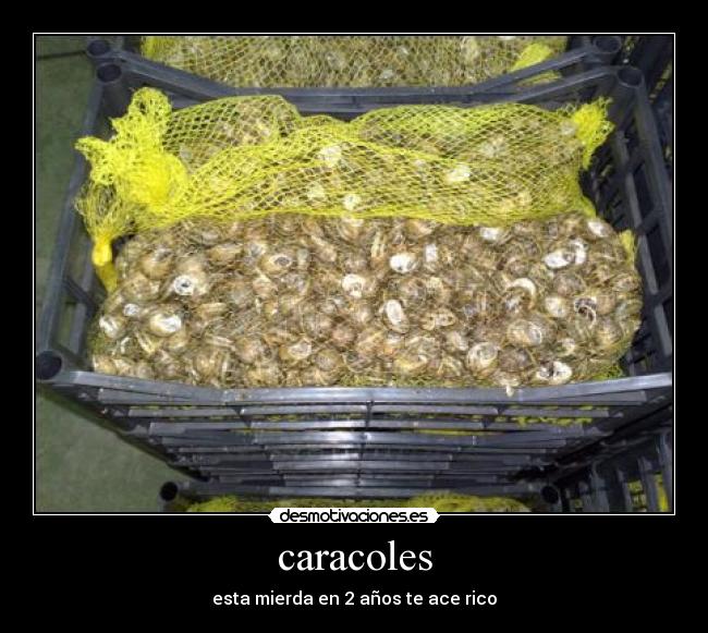 caracoles - esta mierda en 2 años te ace rico