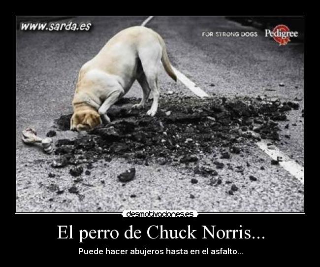 El perro de Chuck Norris... - 