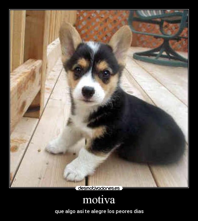 motiva - que algo asi te alegre los peores dias