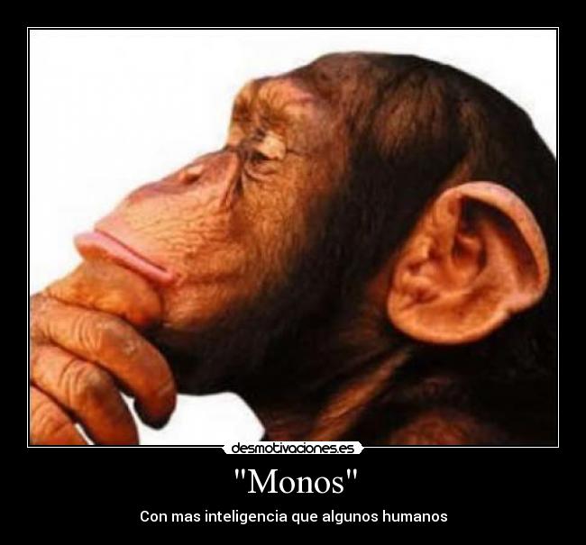 Monos - Con mas inteligencia que algunos humanos