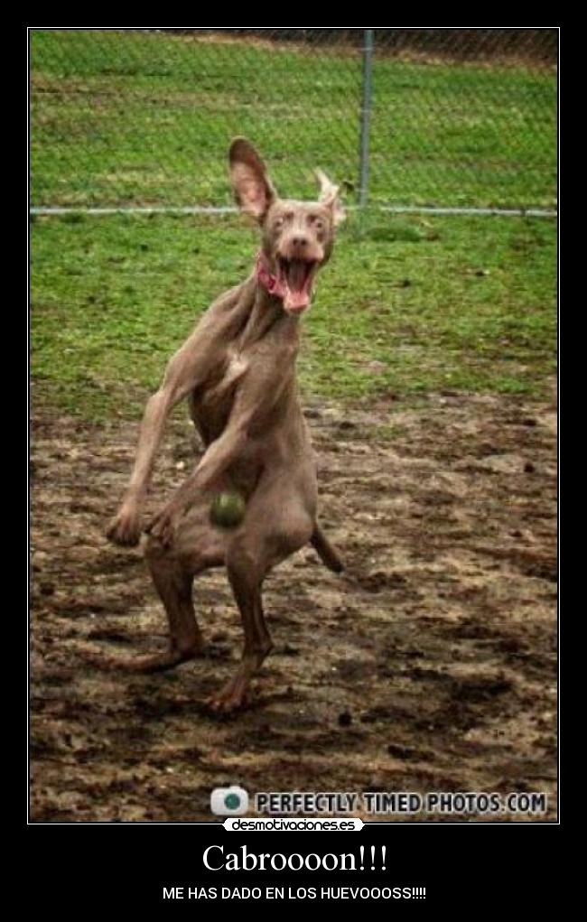 carteles perros desmotivaciones