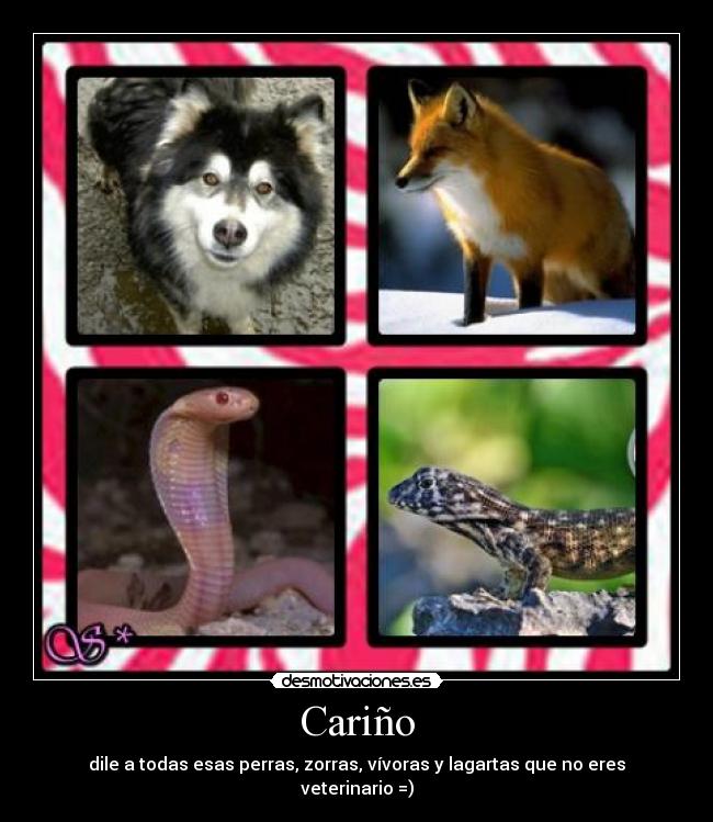 Cariño - dile a todas esas perras, zorras, vívoras y lagartas que no eres veterinario =)
