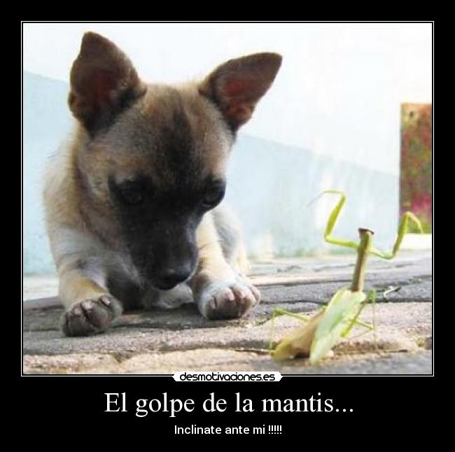 El golpe de la mantis... - Inclinate ante mi !!!!!