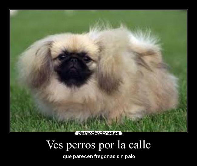 Ves perros por la calle - 
