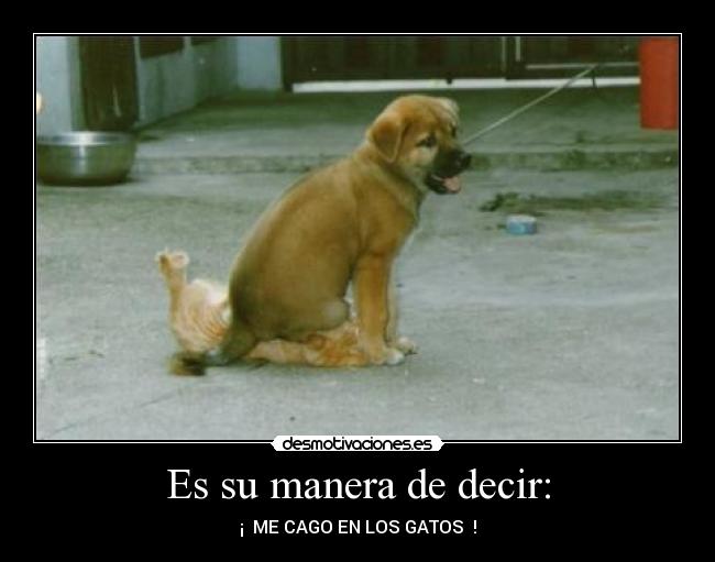 carteles perros gatos desmotivaciones