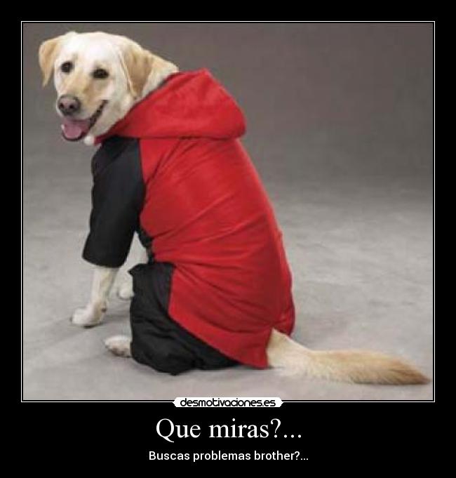 Que miras?... - Buscas problemas brother?...