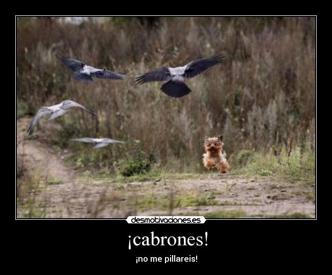 carteles perro desmotivaciones