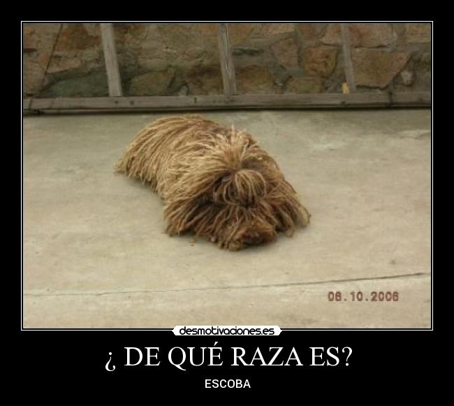¿ DE QUÉ RAZA ES? -