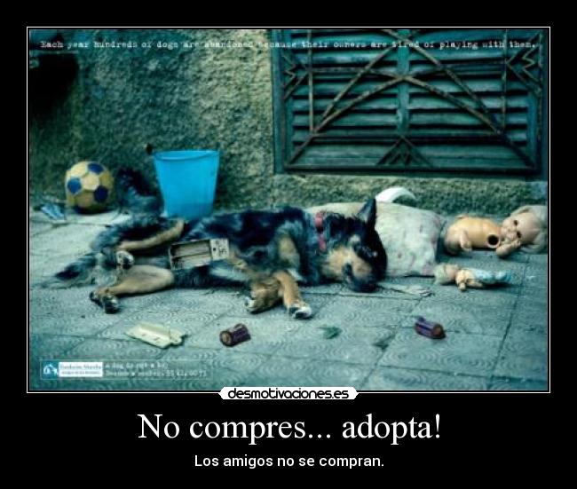 No compres... adopta! -