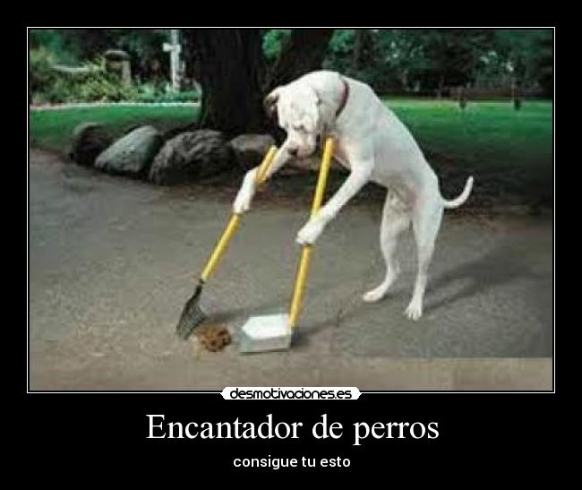 Encantador de perros - 