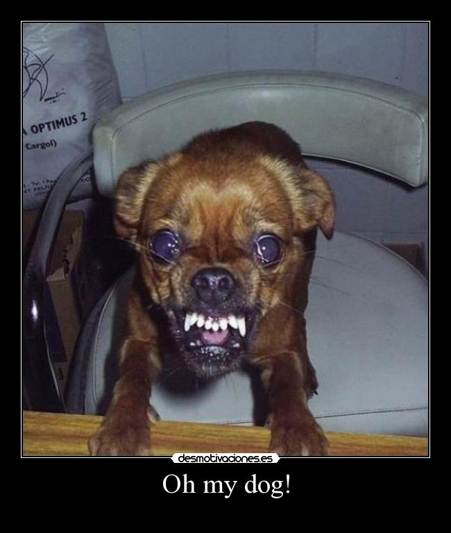 Oh my dog! - 