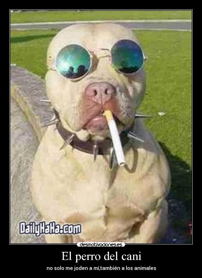 El perro del cani - no solo me joden a mí,también a los animales